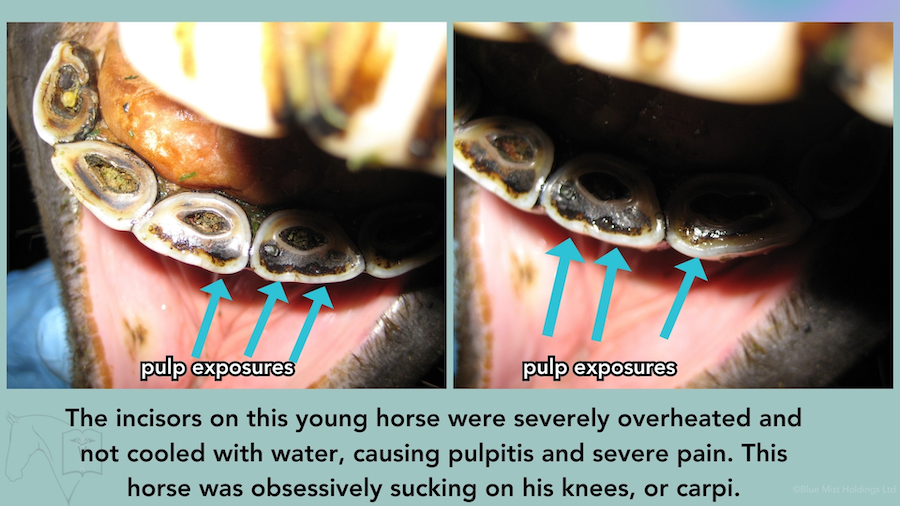 Pulp exposures in the incisors of a horse