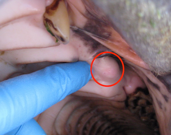 circled blind or unerupted wolf tooth