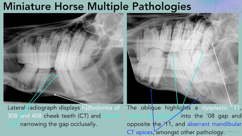 pathology in miniature horses shown on radiographs and labelled