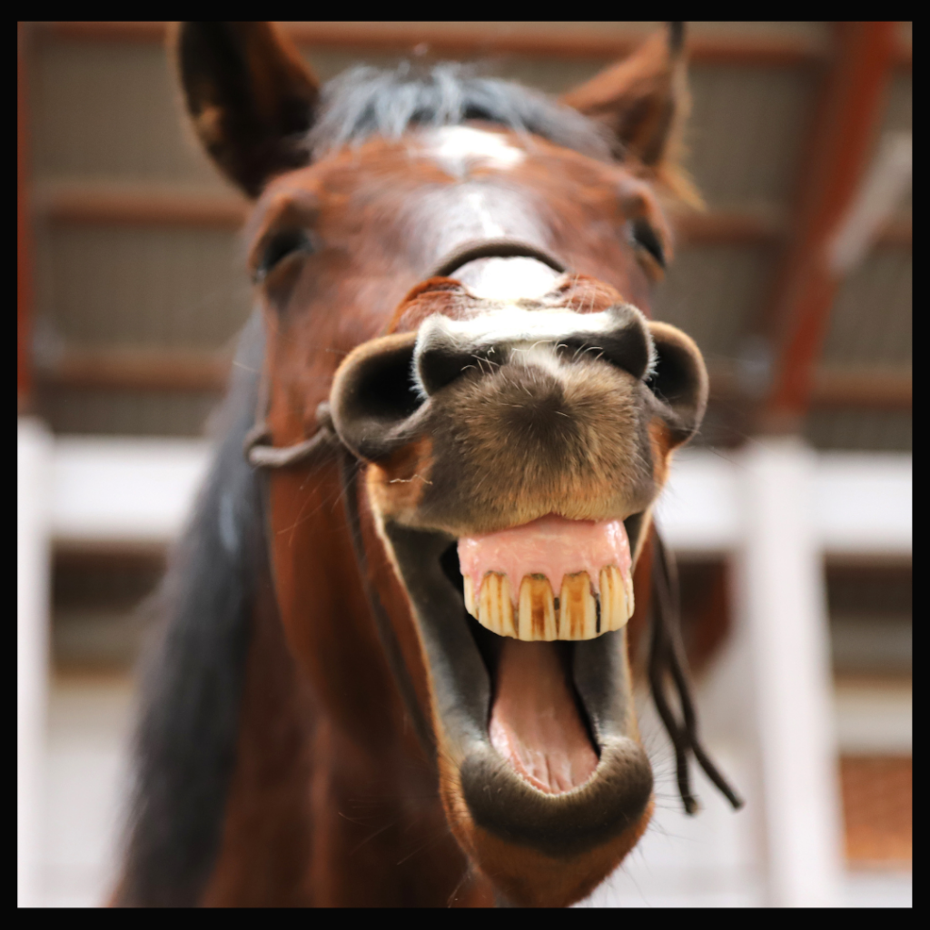 A horse smiling with open mouth.